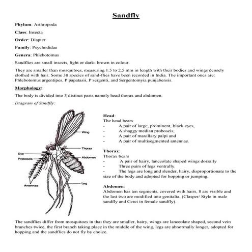 Sandfly notes