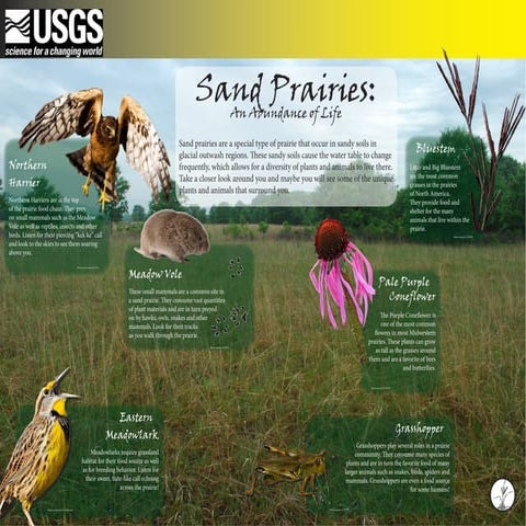Sand prairie (life)