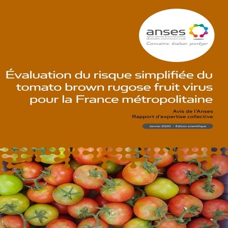 Tomates: le rapport de l'ANSES sur le nouveau virus