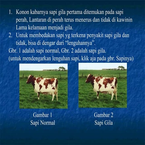 Sapi gila | PPS