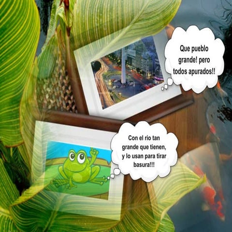 Sapo en Buenos Aires.