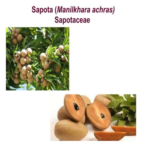 Sapota Production and plantation