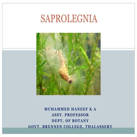 Saprolegnia 