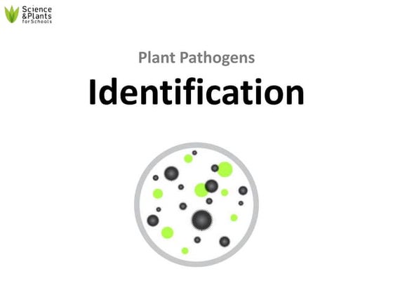 Different techniques for detection of plant pathogens. | PPT