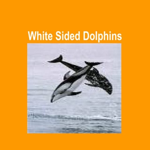 Sara   Animal Research Project