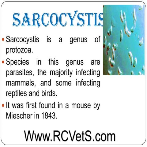 Sarcocystis
