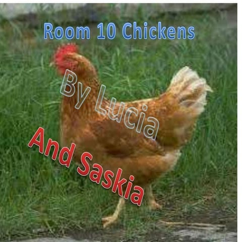 Saskia and lucia chicken powerpoint