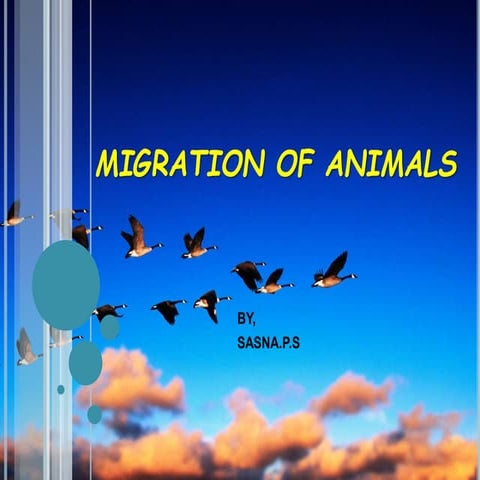  migration of animals 