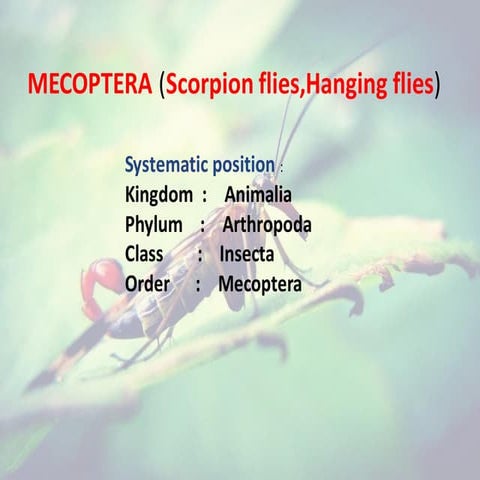 Mecoptera - Scorpion files