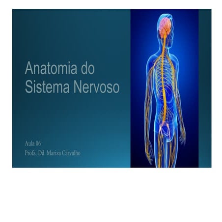 Anatomia do sistema nervoso slides completos | PDF