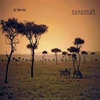 Savanna biome salim