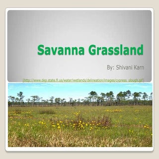 Savanna grassland