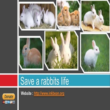 Save a rabbits life