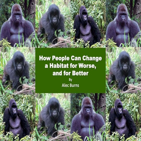 Mountain Gorilla Food Chains Biology Diagrams