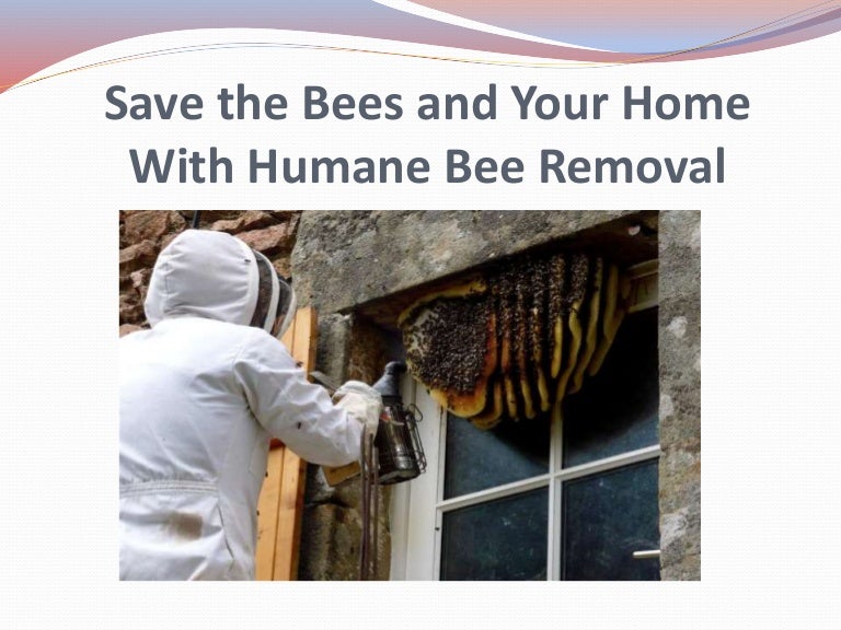 Save the Bees and Your Home With Humane Bee Removal