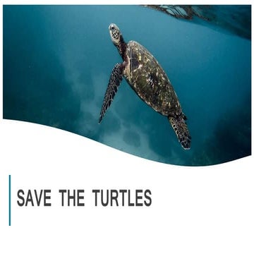 Turtles | PPTX
