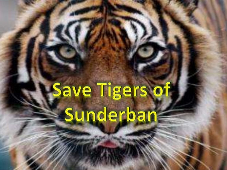 Why is it important to save tigers picture