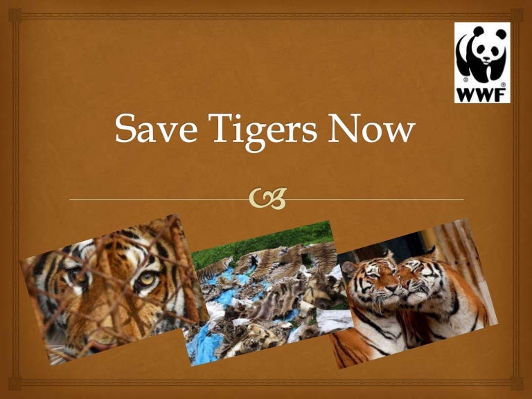'Save The Tigers' My Own Research