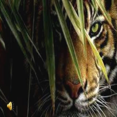 Project tiger | PPTX