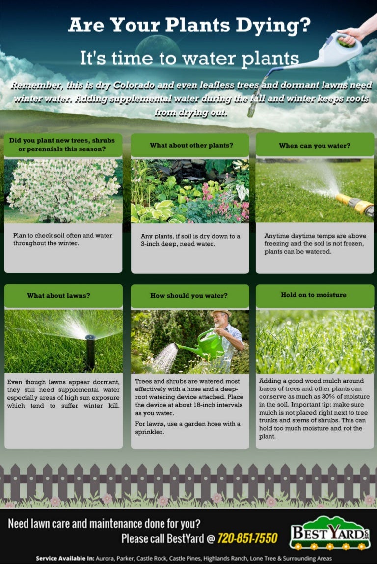 Save your Plants from Drying Out