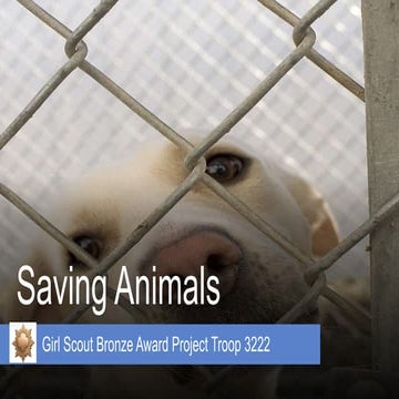 Saving Animals - Troop 3222 