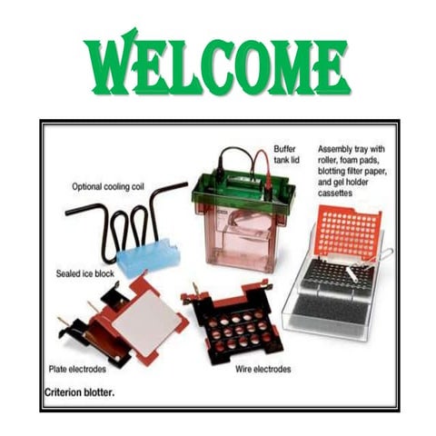 immunoblotting techniques