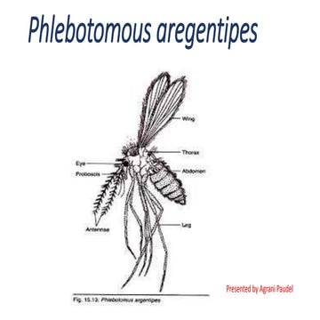 presentation on phlebotomous aregentipes (sand fly)