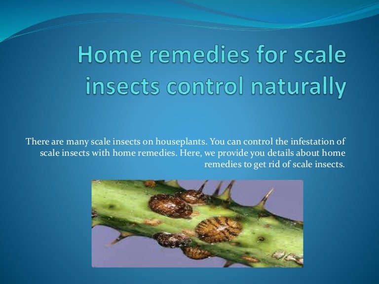 Home remedies for scale insects control naturally