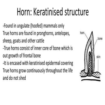 scales and Int modification.pptx