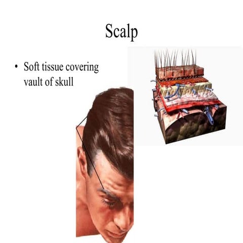 Scalp