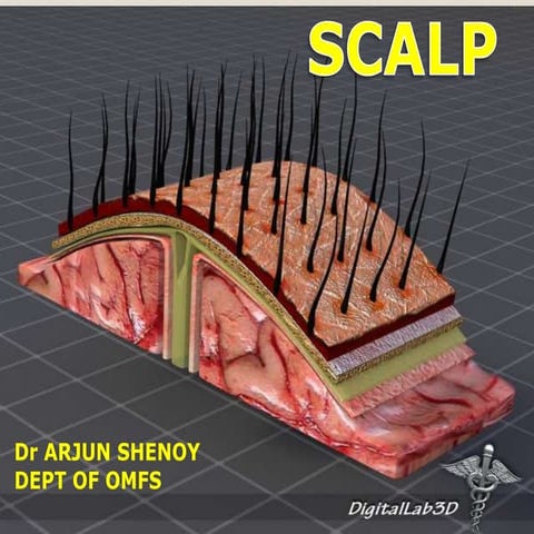 Anatomy of scalp 