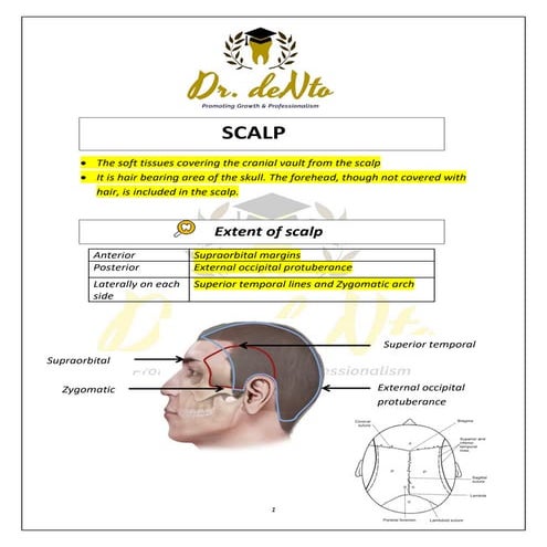 Scalp Anatomy
