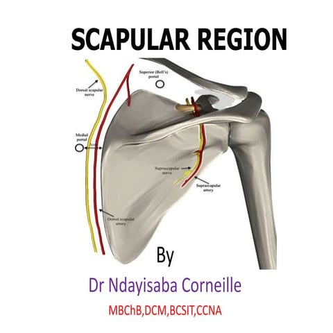 Scapular region
