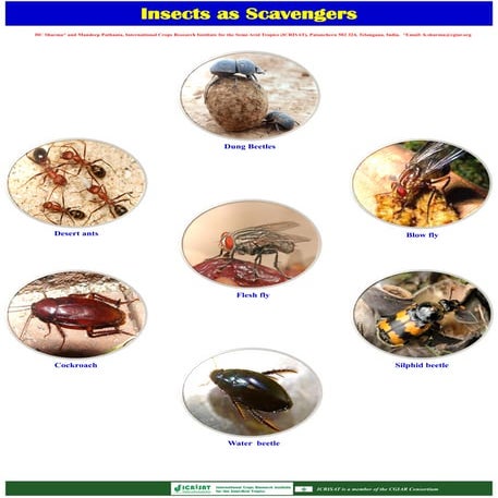 Insects as scavengers