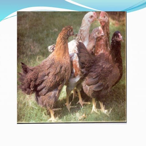 Backyard & semi intensive rearing of Poultry.pptx