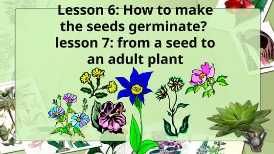 Monggo Seeds Experiment Day 1 to Day 7.pdf