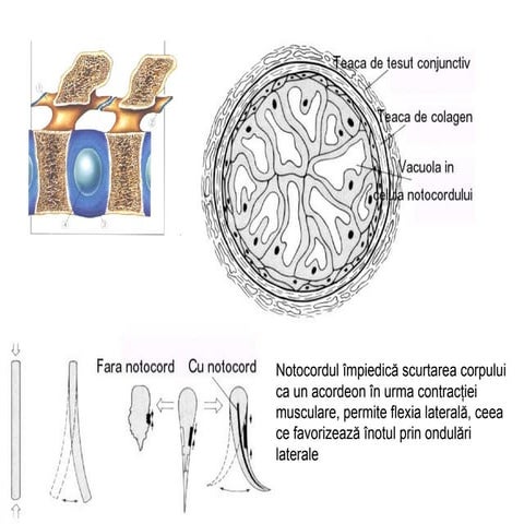 Scheletul axial la vertebrate | PPT