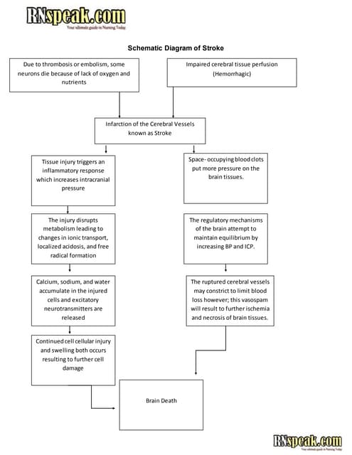 Pathophysiology Of Cva In Flow Chart