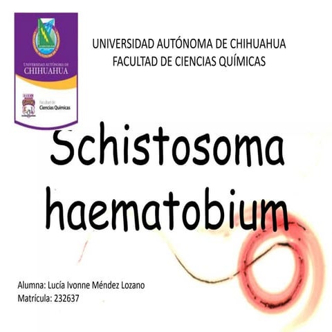 Schistosoma haematobium