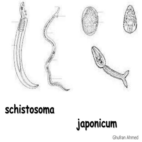 schistosoma japanicum