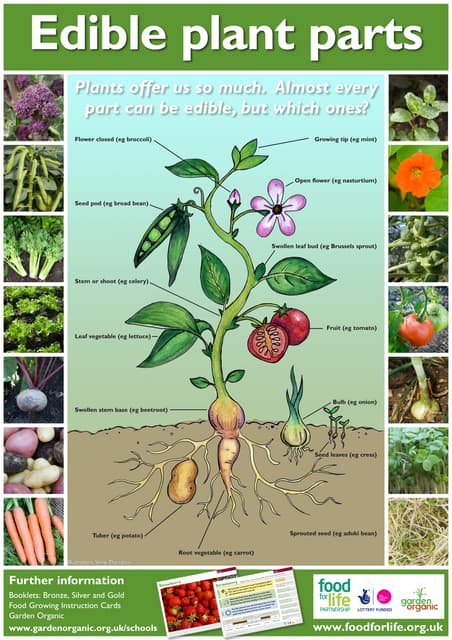 Parts Of The Plant Chart