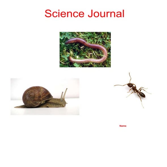 Schoolyard safari ppt