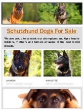 review american journey dog food