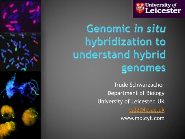 In situ hybridization results and examples for course Trude Schwarzacher