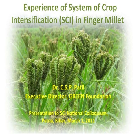 1162 Experience of System of Crop Intensification (SCI) in Finger Millet