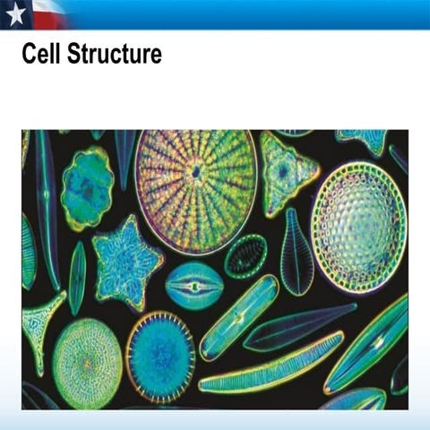 Cell Organelles