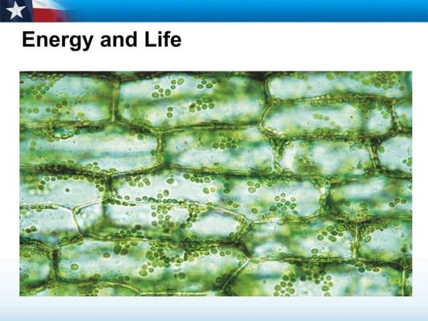 Photosynthesis Overview