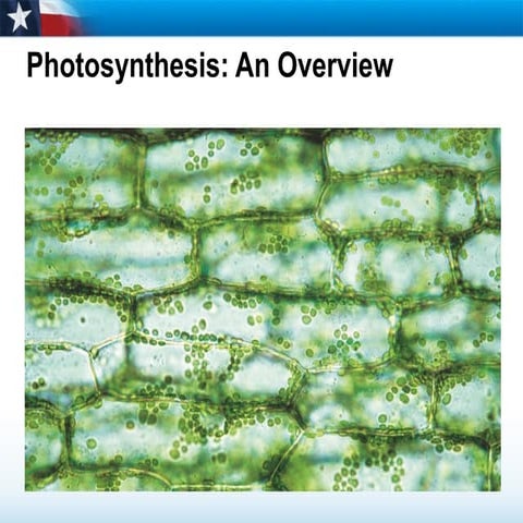 Photosynthesis Overview
