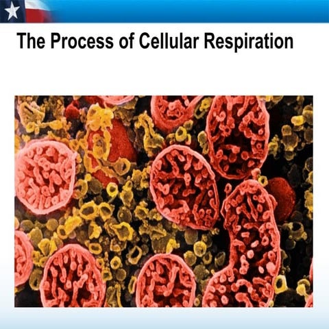 Cellular Respiration