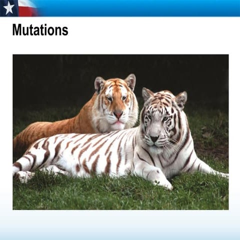 Mutations